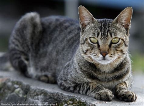 Interesting Facts About Tabby Cats Just Fun Facts