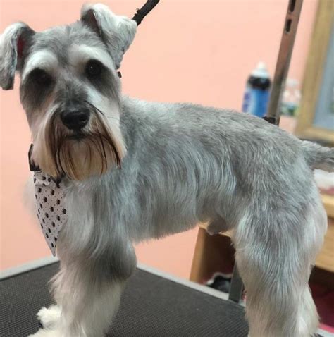 Pin On Schnauzer Grooming