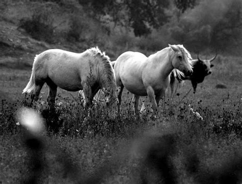 Beautiful Animals Black And White Barnorama