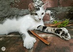 The Cats of the Ernest Hemingway Home and Museum in Key West, Florida ...