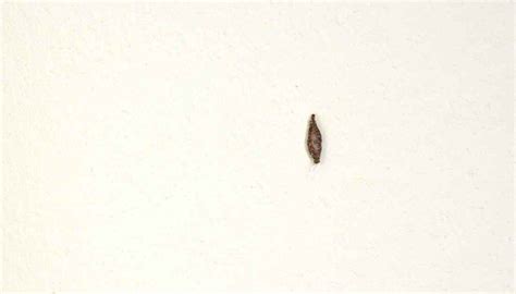 16 Tiny Bugs On Walls And Ceiling That You Must Get Rid Of