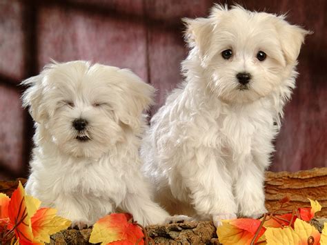 This will be dependent on breeder reputation and location, as well as the lineage of the. Maltese Puppies #6920223