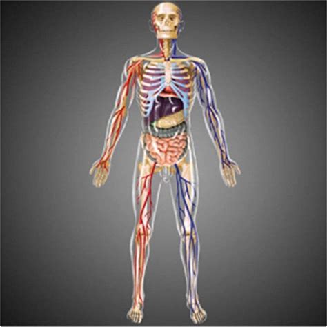 Modelo De Anatomía De Enseñanza Modelo De Cuerpo Del Torso Humano