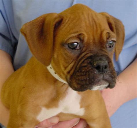 Boxer Puppies Nj Adorable Boxer Puppies For Sale In East Brunswick