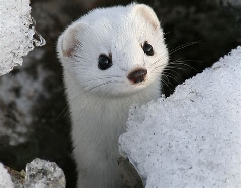 White Weasels Are So Cute Aww