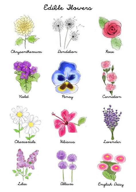 Download and print flowers chart, flowers stickers & flowers colouring sheets. Your Guide to Edible Flowers | Edible flowers, Eatable ...