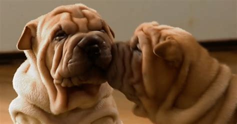 Shar Pei Puppies Learn How To Be Guard Dogs Dog Dispatch
