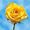 Globalrose Fresh Yellow Roses (100 Stems)-100-yellow-roses-md - The ...