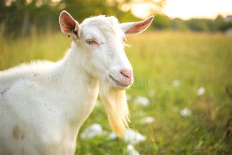 Young White Goat With Beard Farm Animal On A Green Grass Background