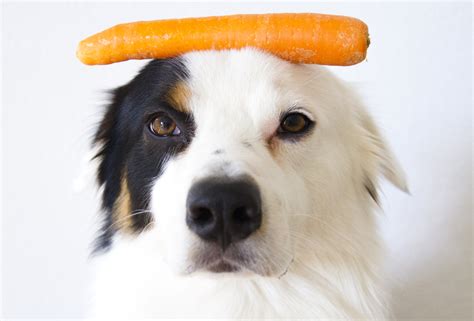 The best part about baby carrots is that the preparation for dogs gets cut down. Can Dogs Eat Carrots?