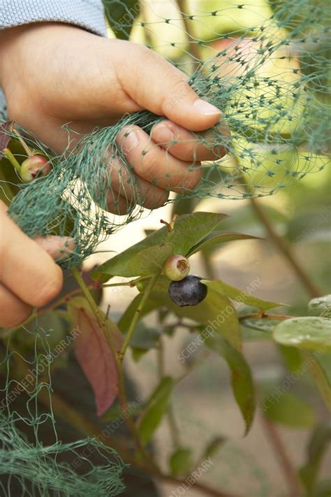 Hand Covering Blueberry Bush With Netting Stock Image C053 6768 Science Photo Library