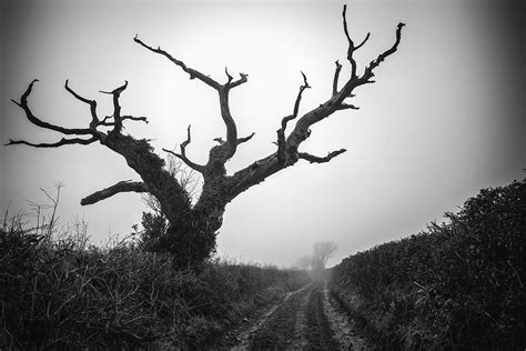 James Auden Photography Dead Tree Ii