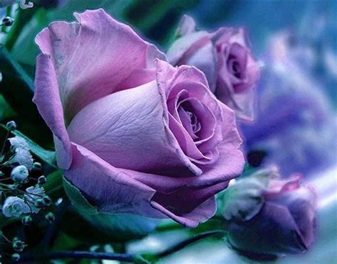 Facebook Purple Flowers Wallpaper Rose Purple Roses
