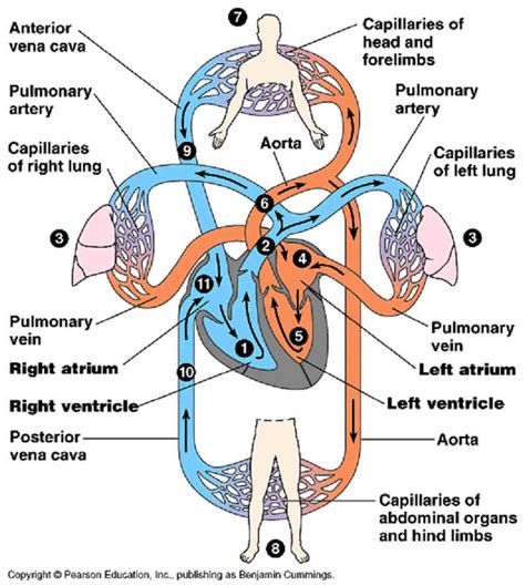 Cardiovascular Circuit Diagram
