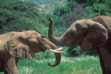 Two African Elephants Touching Trunks Photograph By Mark Kostich Fine