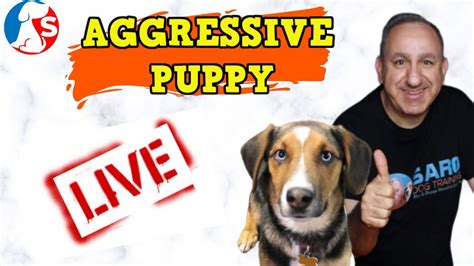 Next week is take it/leave it/drop it class, so i'm trying to work on that, but she just. Aggressive Puppy Biting and Growling - Live Q&A - YouTube
