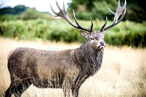 Stag Or Hart The Male Red Deer Stock Image Image Of Antler Coat