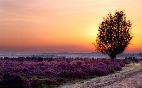 Hd Sunset On The Lavender Field Wallpaper Download Free 148755