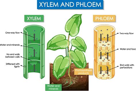 Diagram Showing Xylem And Phloem Plant 6466164 Vector Art At Vecteezy