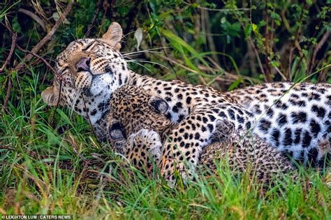 Lets Paws For Some Cub Cuddles Mother Leopard Looks Contented As She