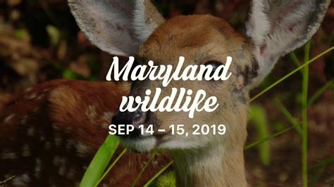 Maryland Wildlife Youtube