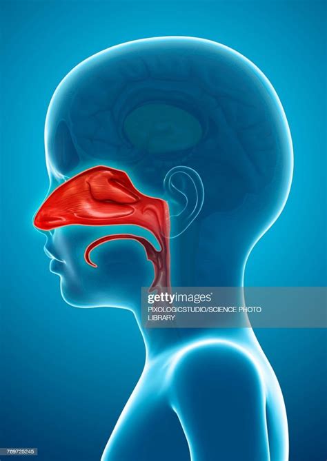 Childs Nasal Cavity Illustration High Res Vector Graphic Getty Images