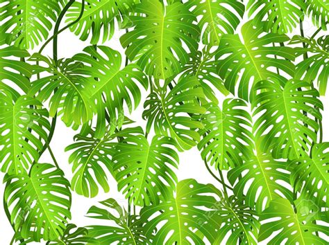 Tropical Foliage Clipart Clipground