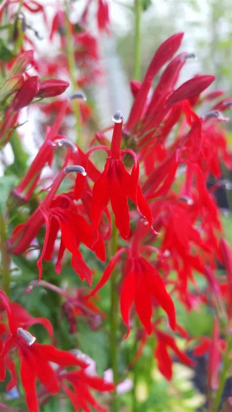 Cardinal Flower 101 Ultimate Grow And Care Guide Growit Buildit