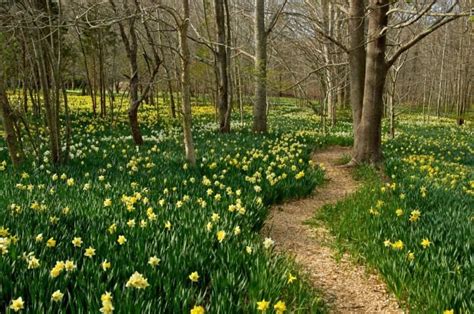 Parsons Reserve In Massachusetts Has Thousands Of Daffodils