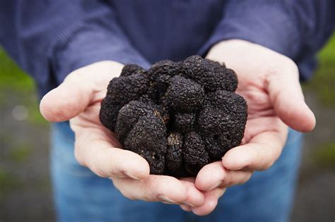 Northern California Is Suddenly Awash In Locally Grown Black Truffles