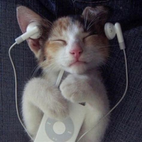 Создать мем наушники кот кот слушает музыку кот наушники грызет