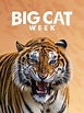 Big Cat Week (serie) - Tráiler. resumen, reparto y dónde ver. Creada ...