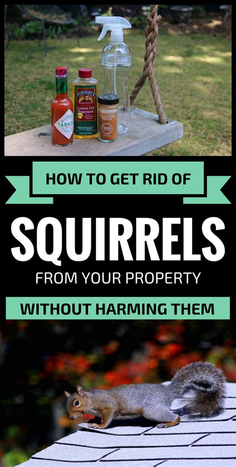 How To Get Rid Of Squirrels From Your Property Without Harming Them