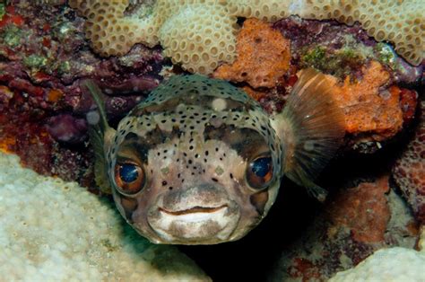 Puffer Fish Smiling In A Coral Reef Pufferfish D