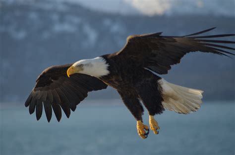 Fichierbald Eagle Alaska 10 — Wikipédia