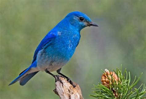Mountain Bluebird Nevadas State Bird Birds And Blooms