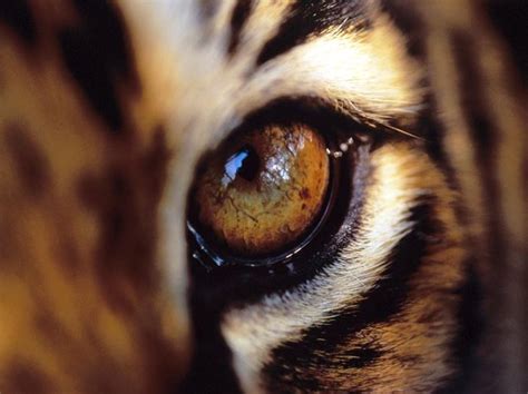 The Eyes Of The Tiger Are The Brightest Of Any The Big Cat Blog