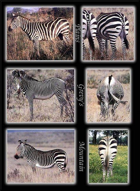 African Zebra Facts Best Wildlife Facts Travel Facts