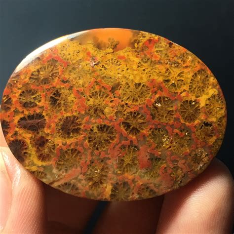 Natural Coral Fossil Cabochon Etsy