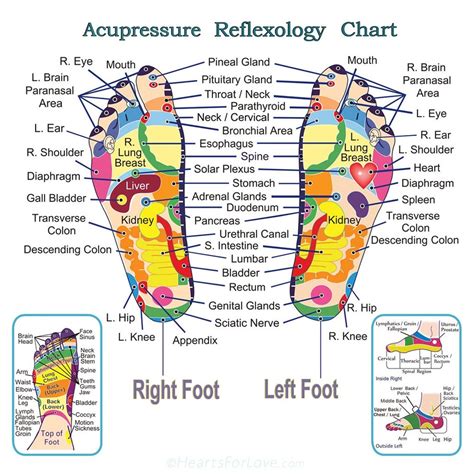 Reflexology And Acupressure Map Of Feet Professional Quality Square Print Up To Three Feet Etsy