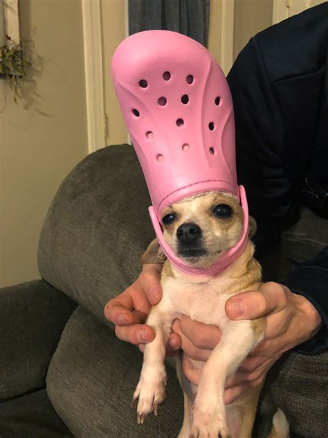Who Knew A Croc On The Heads Of Your Dogs And Cats Make