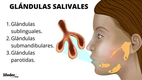 Solution Glandulas Salivales Y Laringe Anatomia Cavidad Oral Y Parte