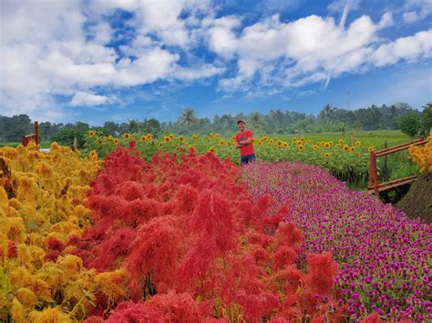 Bisa buat selfy instagramble, bisa nyantai sambil lihat indahnya bunga2. Pesona Taman Bunga Kadung Hejo di Pandeglang - Backpacker ...