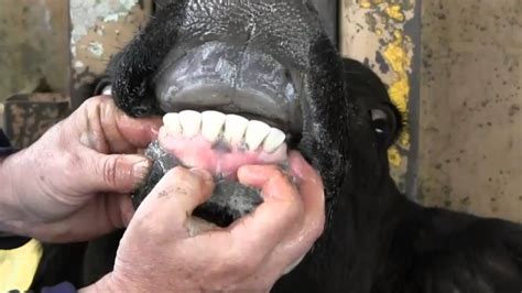 Estimating Cattle Age By Dentition Youtube