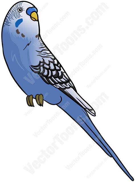 Budgerigar Parakeet Clipart 20 Free Cliparts Download Images On