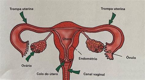Órgãos sexuais internos femininos download scientific diagram