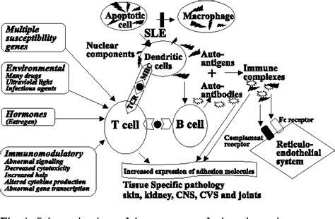 Figure 1 From Emerging Concepts In The Molecular Pathogenesis Of