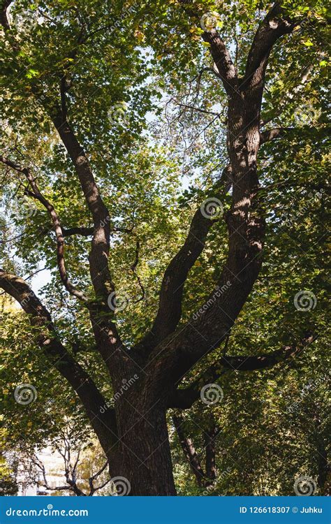 Green Foliage Tree Perspective Nature Background Stock Image Image Of