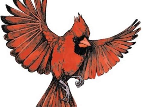 Cardinal Clipart In Flight Cardinal In Flight Transparent Free For