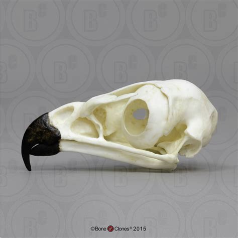 Hawk Skull Red Tailed Hawk Cast Replica Buteo Jamaicensis Bc 078
